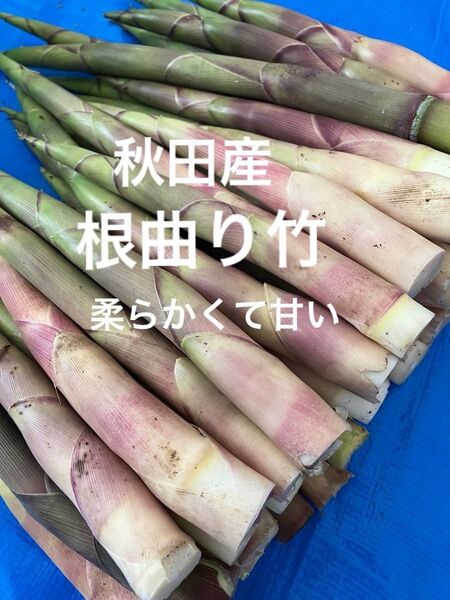 秋田産根曲り竹【箱込み1kg】6/7発送