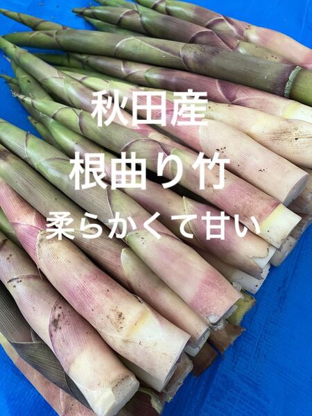 秋田産根曲り竹2kg 6/8発送