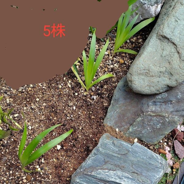 シャガ 花苗 5株