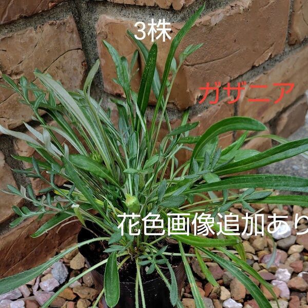 ガザニア 草花 多年草 花苗 ガザニア苗 3株