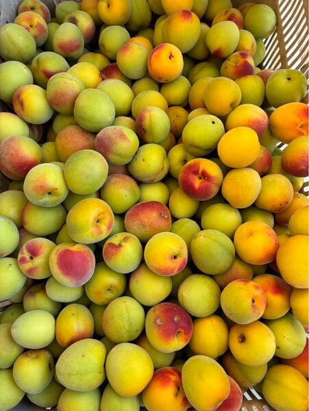 16.和歌山県産 南高梅 少し黄色 5キロ 送料込み