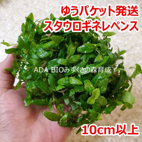 スタウロギネ レペンス 1ポット ADA 水草 ゆうパケット発送