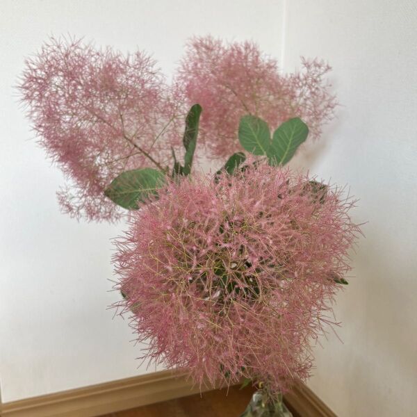 スモークツリー 50cm長さ ドライフラワー用花スモークツリー 大きいヘッド〜中