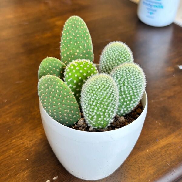 平ペタ サボテン 各種 3種 多肉植物 ウチワ