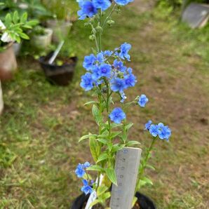 花苗3点(スカビオサ、エリゲロン、シノグロッサム)