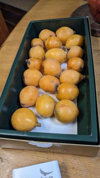 びわ 千葉県産 1kg