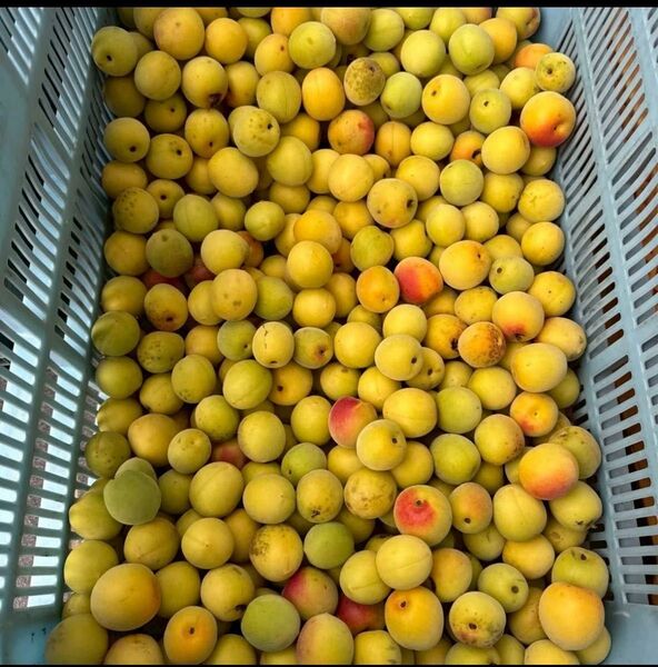 【和歌山県産★完熟梅 約2.5kg】ご家庭用 送料込み3,590円