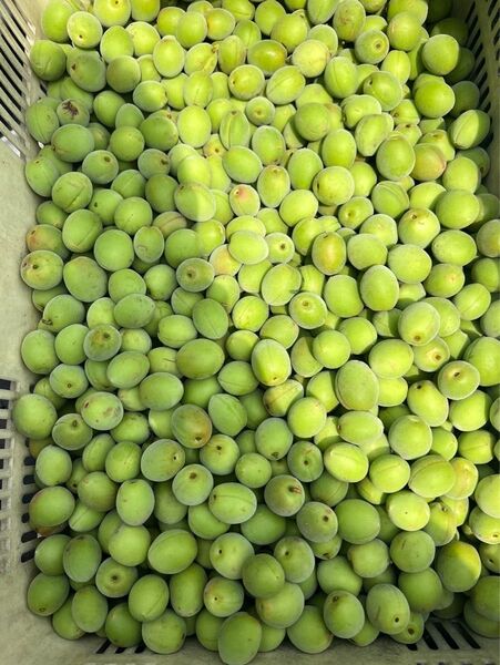 【和歌山県産 南高梅】Sサイズ 約9.5kg ご家庭用 8,300円