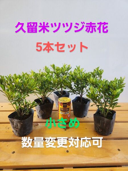 ツツジ(久留米ツツジ)赤花5本セット