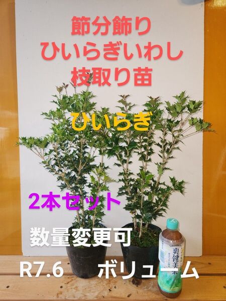 オニヒイラギ苗ひいらぎいわし節分飾り用苗2本セットボリューム