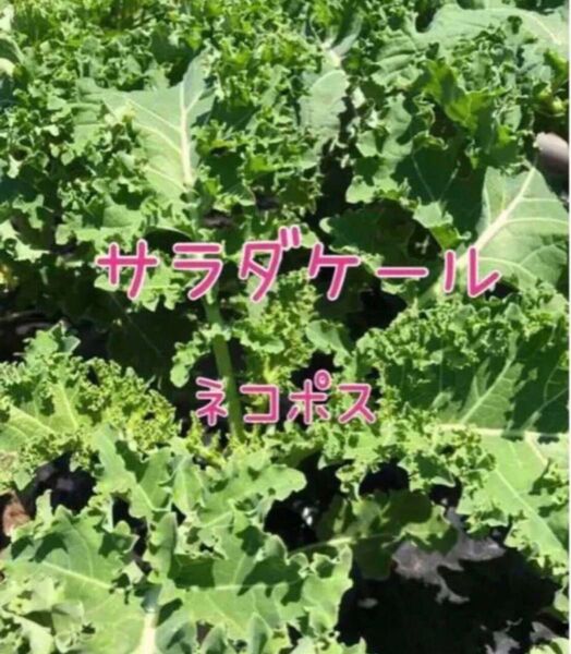 【農薬不使用栽培】サラダケール ネコポス