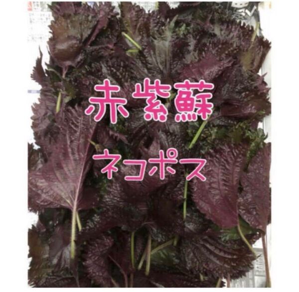 【栽培時農薬不使用】赤紫蘇 ネコポス(250g以上)