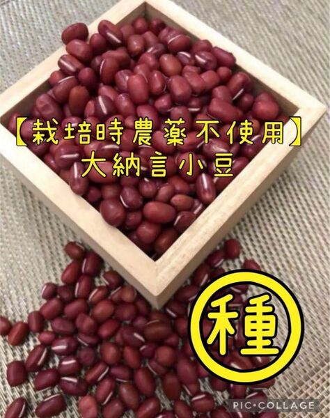 【栽培時農薬不使用】 大納言小豆の種子 30粒