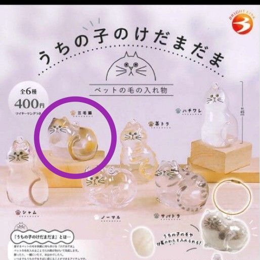 うちの子のけだまだま 三毛猫