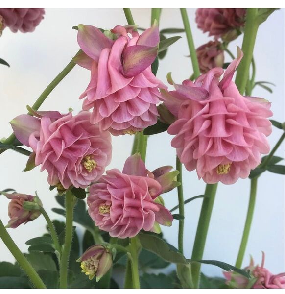 西洋オダマキ 花の種 タワーピンク 25粒