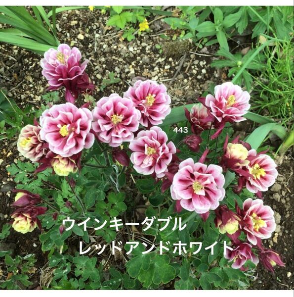 西洋オダマキ ウインキーダブル 花の種 25粒