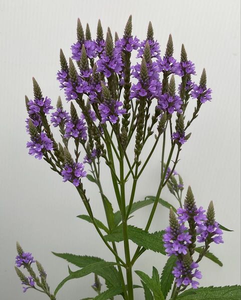 バーベナ ハスタータ ブルースパイヤー 花の種 25粒