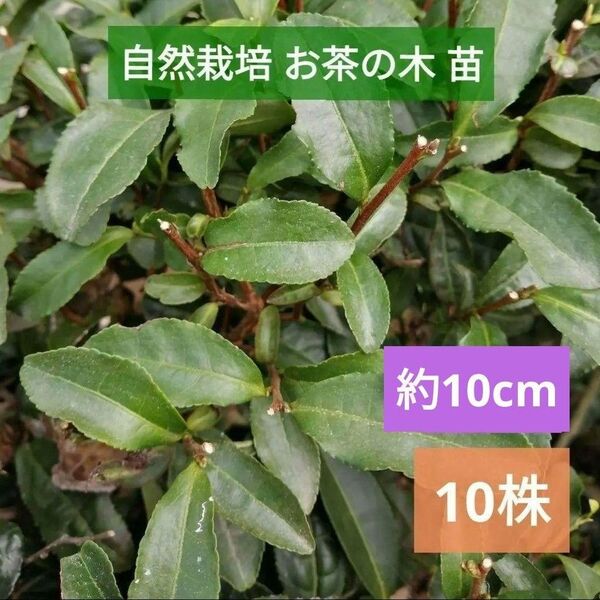 お茶の木 苗【約10cm 10株】