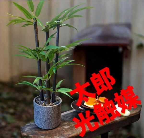 光触媒 人工観葉植物 ウォールグリーン フェイクグリーン 黒竹5033