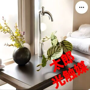 光触媒 人工観葉植物 ウォールグリーン フェイクグリーン 丸ユーカリとスイカぺぺ