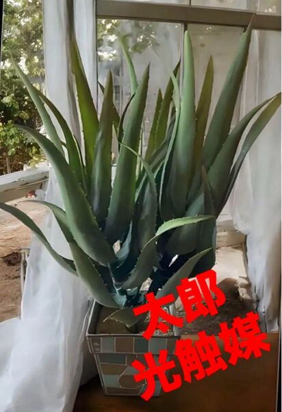 光触媒 人工観葉植物 ウォールグリーン フェイクグリーン フラワー ハンドメイド アロエ@