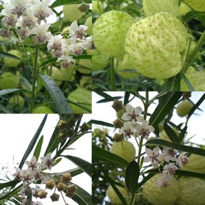 フウセントウワタ 種 15粒+α