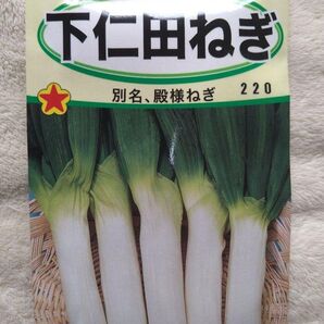 下仁田ねぎ 種 自家採種 15粒+α