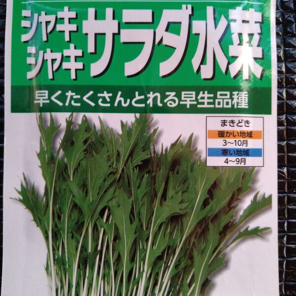 自家採種 水菜 種 15粒+α