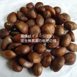 訳あり 枇杷 種 10粒
