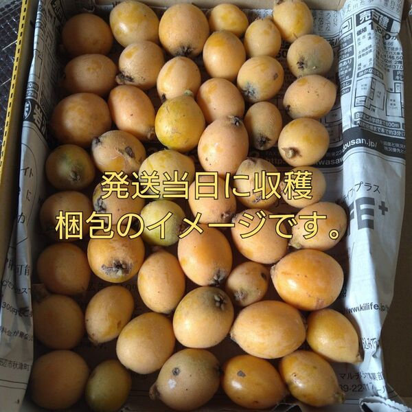 数量限定 無農薬 訳アリ 枇杷 発送当日に収穫 実のみ 宅急便コンパクト箱