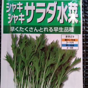 自家採種 水菜 種 15粒+α