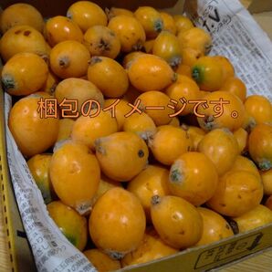 超訳アリ 無農薬 枇杷 実のみ コンパクト箱 ゴロゴロ入り