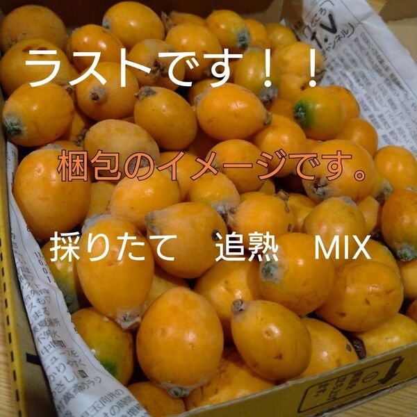 超訳アリ 採りたてと追熟MIX 無農薬 枇杷 実のみ コンパクト箱 ゴロゴロ入り