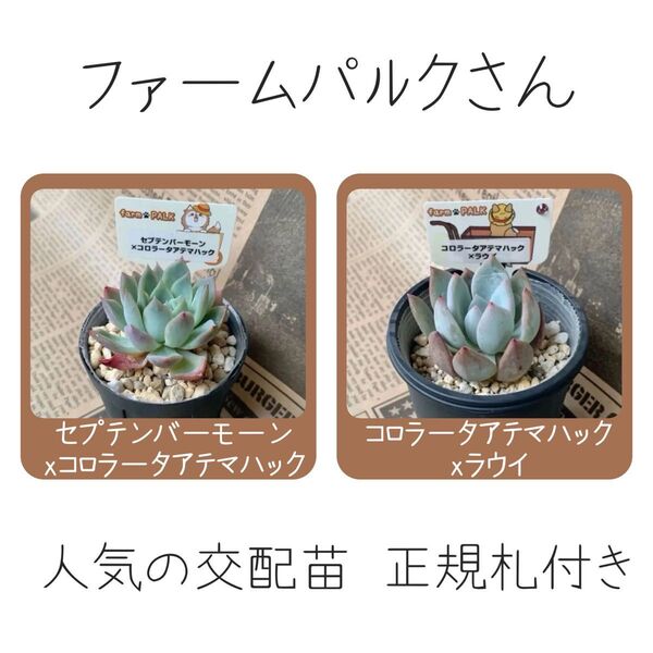 ファームパルク(farmPALK)さん セプテンバーモーンxコロラータアテマハック&コロラータアテマハックxラウイ