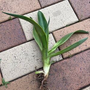 アガベ 子株