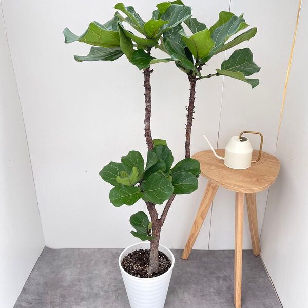 カシワバゴム フィカス リラータ 5【現品】観葉植物 大型 室内