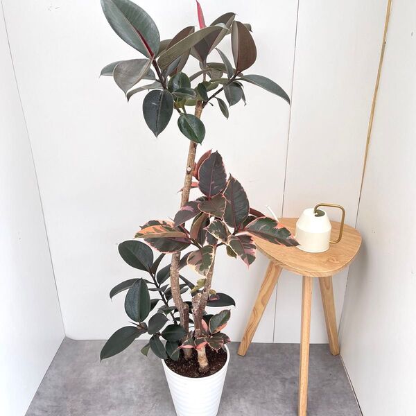 フィカス ルビー バーガンディ 2色植え 1【現品】観葉植物 室内 大型