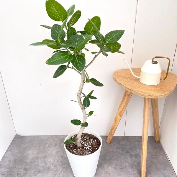 フィカス ベンガレンシス 曲がり 18【現品】観葉植物 大型 室内