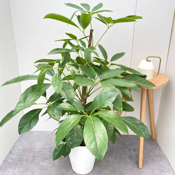 ブラッサイア 5【現品】観葉植物 大型 室内