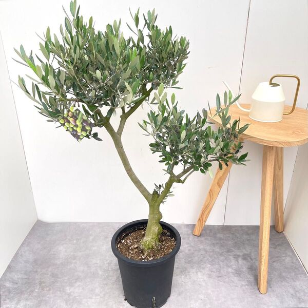 オリーブ ルッカ 11【現品】観葉植物 創樹 SOUJU 8号