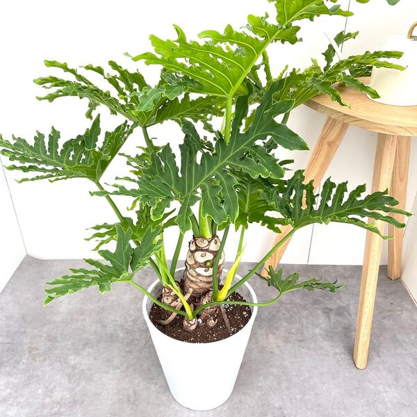 フィロデンドロン セローム 根上がり 【現品】観葉植物 室内 8号