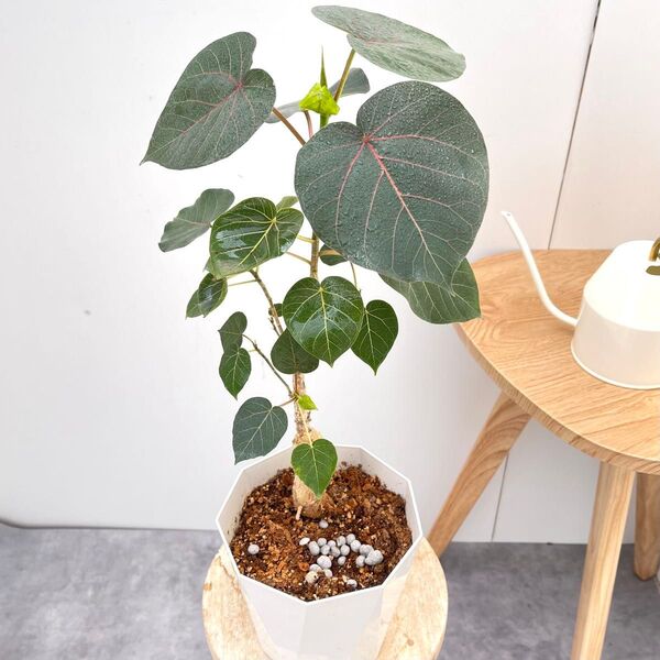 フィカス ペティオラリス 5【現品】☆希少☆ 観葉植物 室内