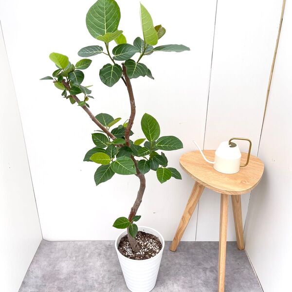 フィカス グランディス 7【現品】観葉植物 室内 大型