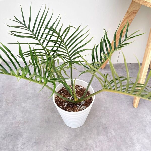 フィロデンドロン トータム 5【現品】☆希少☆ 観葉植物 室内 7号