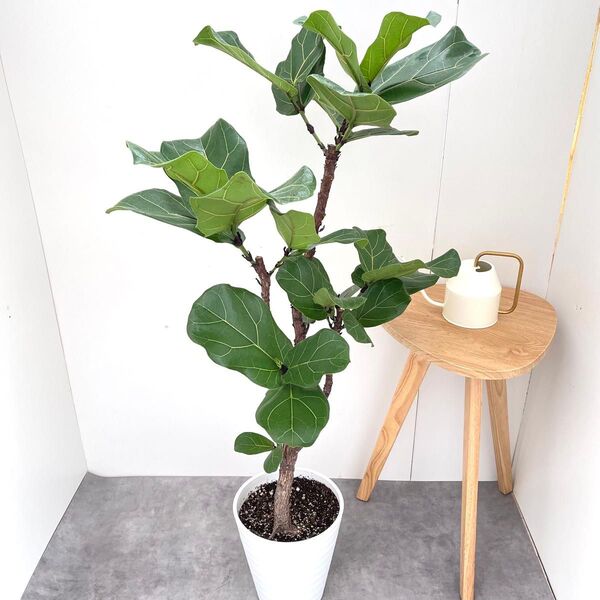 カシワバゴム フィカス リラータ 6【現品】観葉植物 大型 室内