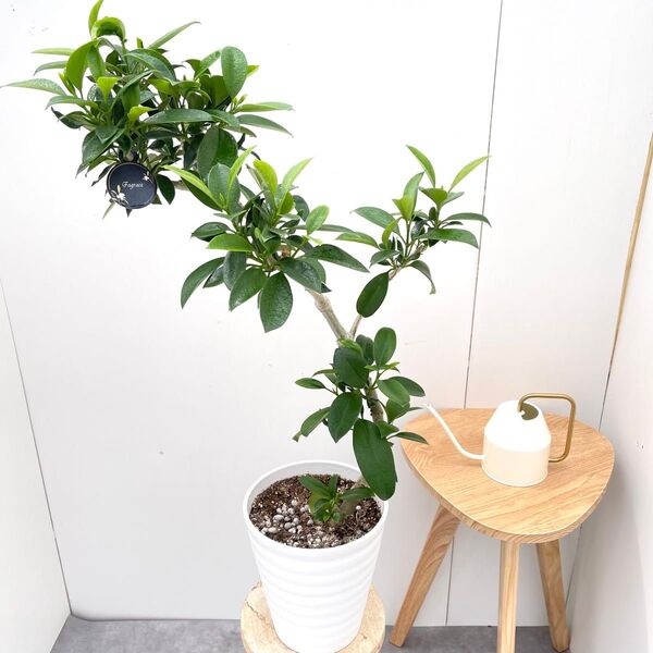 フォグラエア ベリテロアナ 1【現品】観葉植物 室内 7号