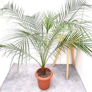ヤシ フェニックスロベレニー 1【現品】観葉植物 庭木 大型