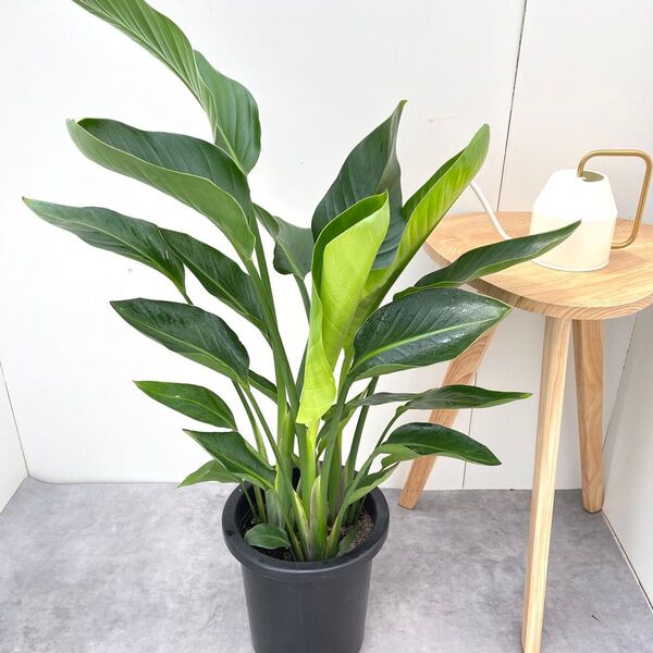 ストレチア オーガスタ 1【現品】観葉植物 室内 大型
