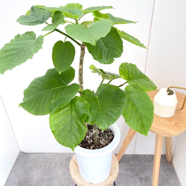 フィカス ウンベラータ 18【現品】観葉植物 室内 7号