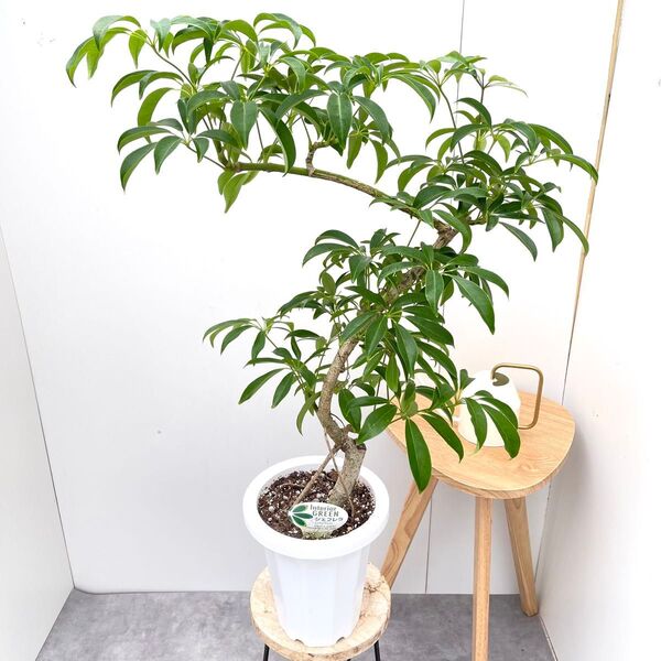シェフレラ カポック 1【現品】観葉植物 室内 7号